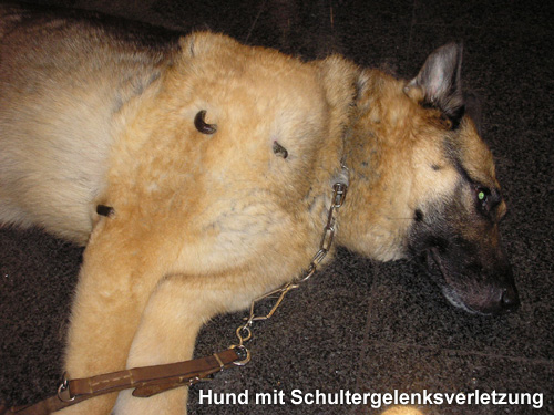 Hund mit Schultergelenksverletzung